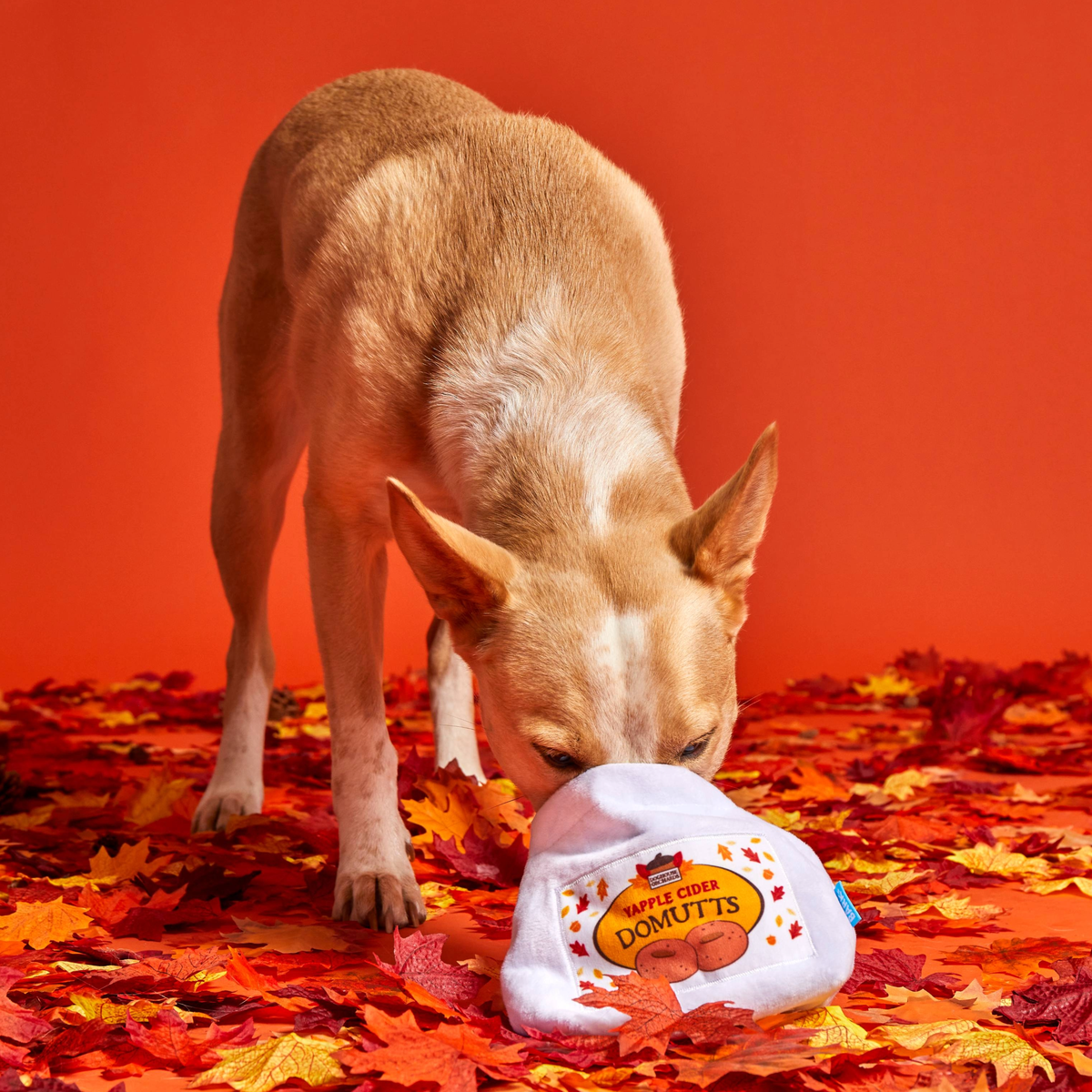Apple Cider Domutts